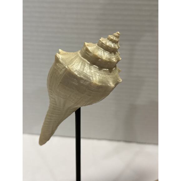 Conch Shell Set on Pedestal, coastal décor, beach accents, Sea Shore/Nautical - Picture 3 of 9